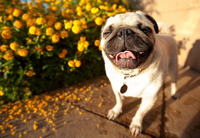 Собака, морда, мопс, красавец