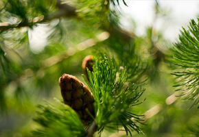макро, Природа, ветка, боке, ели, шишка