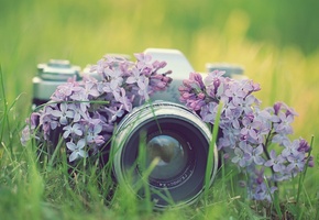 фотоаппарат, сирень, Фото, цветы, фотокамера, трава