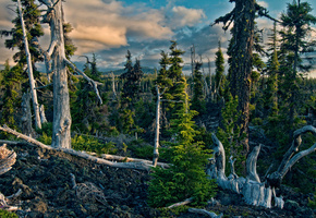 Природа, небо, коряги, горы, лес