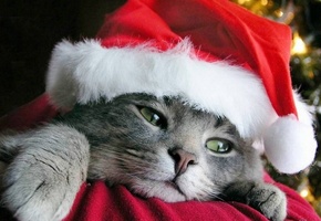 кот, котяра, шапка, новый год. кошка