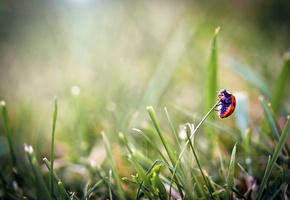 Макро, жук, божья коровка, трава