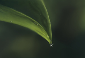 роса, капли, danepioli, Арт, макро, лист