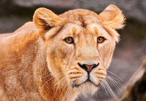 Львица, хищница, грустный взгляд