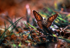 трава, бабочка, Макро