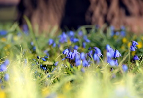 лес, пролески, Поляна, трава