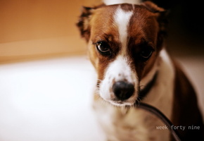 Собака, взгляд, фон