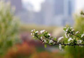 ветка, яблоня, боке, розмытость, Макро, весна, цвет