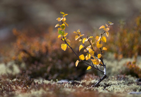 макро, Земля, листья, мох, осень, дерево