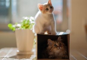 hannah, двое, кошки, Котенок, коробка, пара, daisy, ben torode