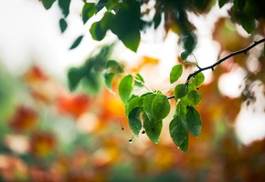 капли, Макро, листва, весна, ветка