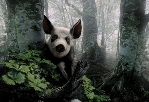 выглядывает, деревья, уши, Хрюшка, взгляд, лес