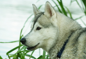 Собака, фон, хаск