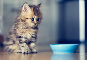 миска, daisy, Котёнок, c ben torode