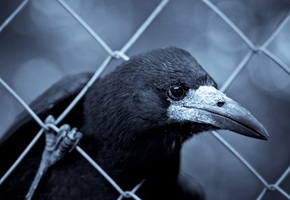 Ворон, макро, забор
