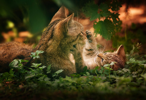 Кошки, ктотенок, кошка, игра