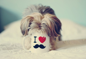 чашка, дом, Собака