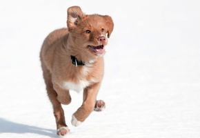 Собака, бег, друг