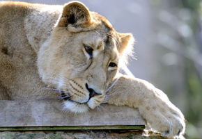 грустный, Лев, лежит, морда, львица