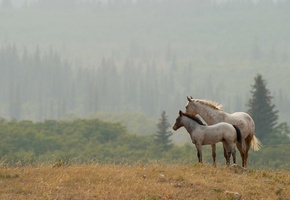 пейзаж, природа, Кони
