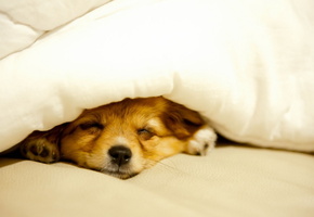 уют, дом, Собака