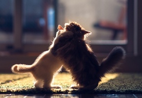 котенок, Котята, ben torode, пара, daisy, борьба, кошки, hannah