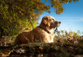 лето, природа, Собака