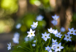 размытость, лепестки, макро, голубые, Цветы