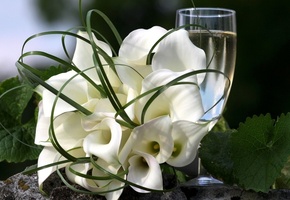 каллы, Цветы, белый, бокал, цвет, зеленый, букет, листья