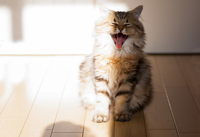 Daisy, котенок, c ben torode