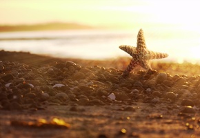 закат, солнце, Побережье, морская звезда, камни