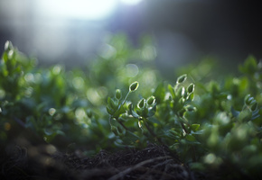 природа, трава, корни, зелень, Макро, земля, растения