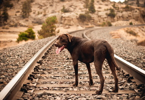 Собака, друг, железная дорога