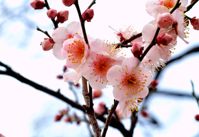 дерево, ветка, Слива, ветки, розовые, лепестки, цветы