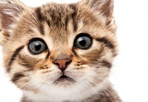 глаза, морда, кошка, взгляд, мордочка, кот, Котенок