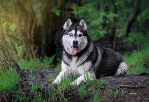 собака, взгляд, Сибирский хаск