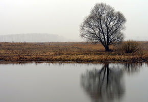 дерево, Река, природа
