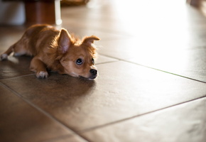 Собака, дом, пол