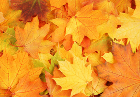 яркие краски, осень, увядание, Листья