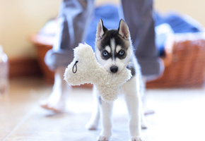 собака, игрушка, Щенок, хаски