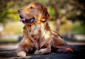 Ретривер, друг, взгляд, собака