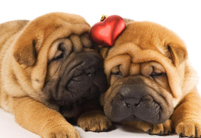 шарпей, сердечко, ситуация, сон, двое, Щенки, пара, спят