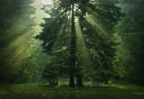 зелень, крона, солнечные лучи, хвойные, Лес, дерево