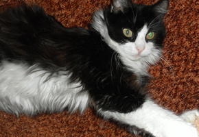 кошка, глаза, зеленые, взгляд, диван, красавица