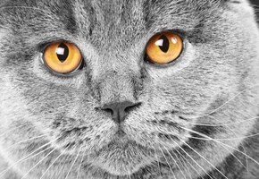 морда, серый, британец, Кот, британский, желтые, глаза