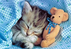котёнок, спит, игрушка, мишка
