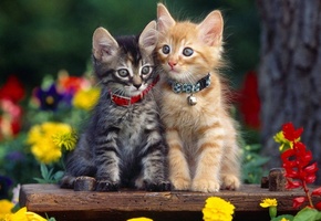 котята, двое, цветы, ошейник, сидят