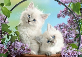 котята, глаза, голубые, сирень, цветы, корзинка, сидят