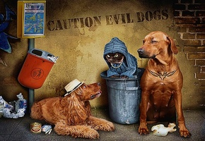 art photo, composition, Dogs, Cat, Street, Trash