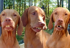 Dog, Funny, Teeth, Ronaldinho